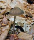 Entoloma_hirtipes_br5055