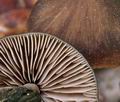 Entoloma_hirtipes_br5058