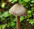 Entoloma hirtum bh9911