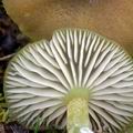 Entoloma_incanum_am1136