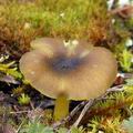 Entoloma_incanum_am1141