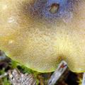 Entoloma_incanum_am1144