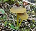 Entoloma_incanum_cz7683