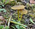 Entoloma_incanum_cz7685