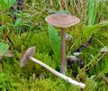 Entoloma_jubatum_ce7338s