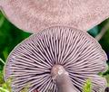 Entoloma_jubatum_ce7353s