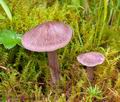 Entoloma_jubatum_ce7377s