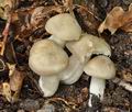 Entoloma_lividoalbum_ce4554