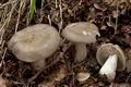 Entoloma_lividoalbum_ce4558s