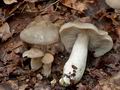 Entoloma_lividoalbum_ce4568s