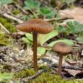 Entoloma_longistriatum_be3964