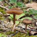 Entoloma_longistriatum_be3972