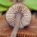 Entoloma_longistriatum_be3981