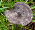 Entoloma_mougeotii_ce8044s