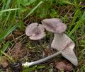 Entoloma_mougeotii_ce8077s