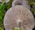 Entoloma_mougeotii_ce8095s