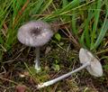 Entoloma_mougeotii_ce8108s