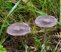 Entoloma_mougeotii_ce8142s