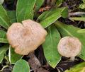 Entoloma_neglectum_bk2076