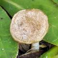 Entoloma_neglectum_bk2078