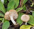 Entoloma_neglectum_bk2081