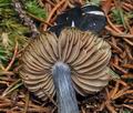 Entoloma_nitidum_bs6862