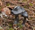 Entoloma_nitidum_cr4661s