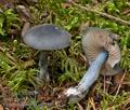 Entoloma_nitidum_cr5540s