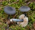 Entoloma_nitidum_cr5547s