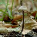 Entoloma_placidum_al6187