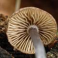 Entoloma_placidum_al6196