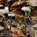 Entoloma_placidum_be2619