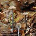 Entoloma_placidum_be2623