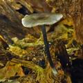 Entoloma_placidum_bp1152