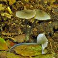 Entoloma_placidum_bp1157