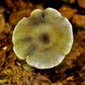 Entoloma_placidum_bp1167