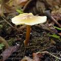 Entoloma_pleopodium_al6600