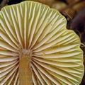 Entoloma_pleopodium_al6602