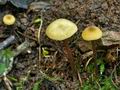 Entoloma_pleopodium_jd4981