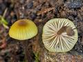 Entoloma_pleopodium_jd4984