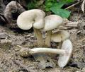 Entoloma politum bs7484