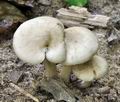 Entoloma politum bs7488