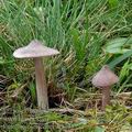 Entoloma_porphyrophaeum_aj3743