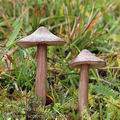 Entoloma_porphyrophaeum_aj4386