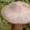 Entoloma_porphyrophaeum_aj4390