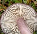 Entoloma_porphyrophaeum_aj4398