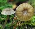 Entoloma_rhodocylix_bs5633