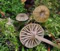 Entoloma_rhodocylix_bs5645