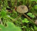 Entoloma_rhodocylix_bs5675