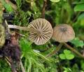 Entoloma_rhodocylix_bs5679